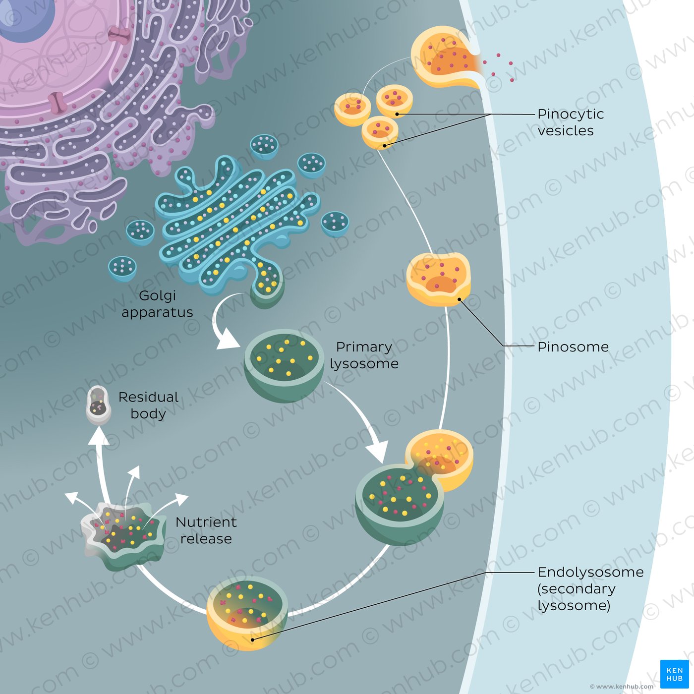 Vesicular transport: pinocytosis