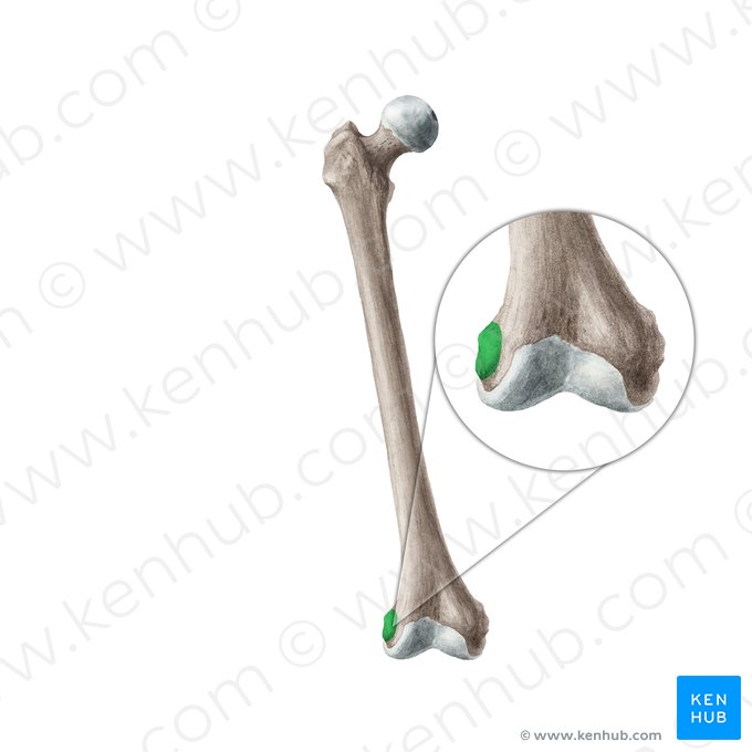 Epicôndilo lateral do fêmur (Epicondylus lateralis ossis femoris); Imagem: Liene Znotina