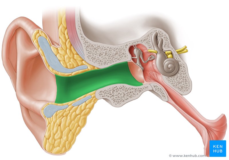 Ventral view of the external acoustic meatus