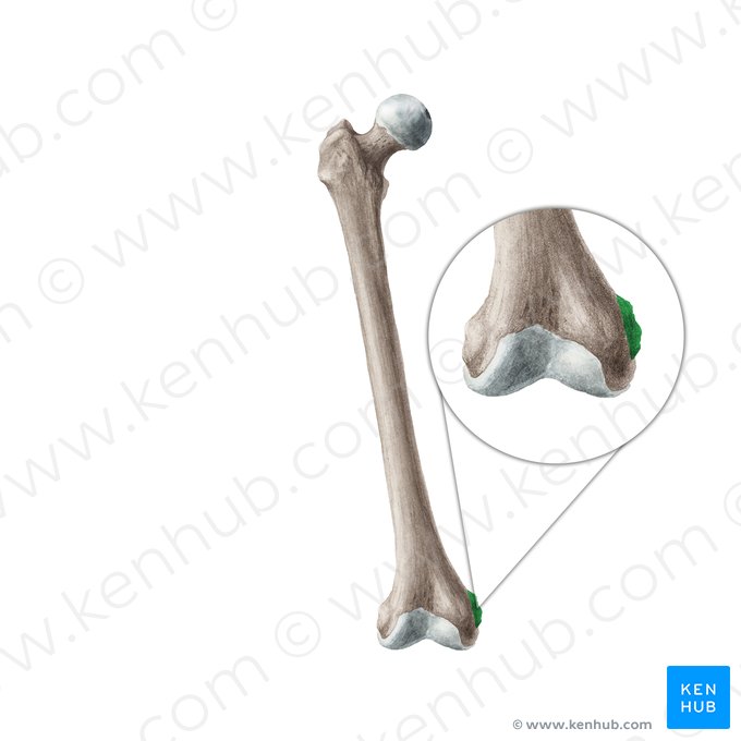 Epicôndilo medial do fêmur (Epicondylus medialis ossis femoris); Imagem: Liene Znotina