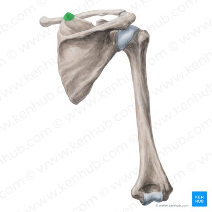 Superior angle of scapula (Angulus superior scapulae); Image: Yousun Koh