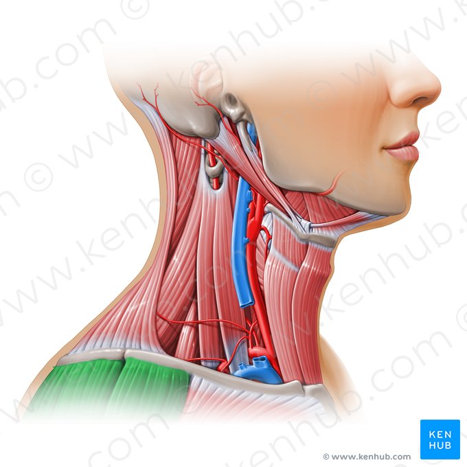 Deltoid muscle (Musculus deltoideus); Image: Paul Kim