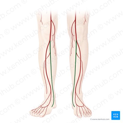 Posterior tibial artery (Arteria tibialis posterior); Image: Begoña Rodriguez