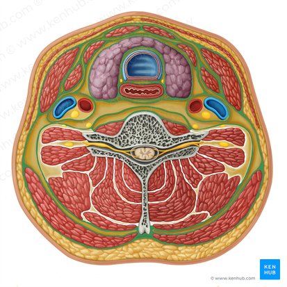 Fáscia cervical profunda (Fascia cervicalis profunda); Imagem: Irina Münstermann