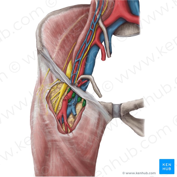 Superficial inguinal lymph nodes (Nodi lymphoidei inguinales superficiales); Image: Hannah Ely