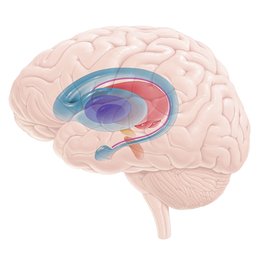 Basal ganglia
