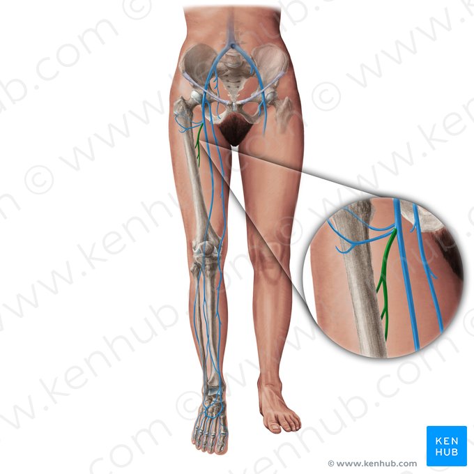 Veia femoral profunda (Vena profunda femoris); Imagem: Paul Kim