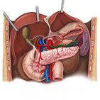 Splenic artery