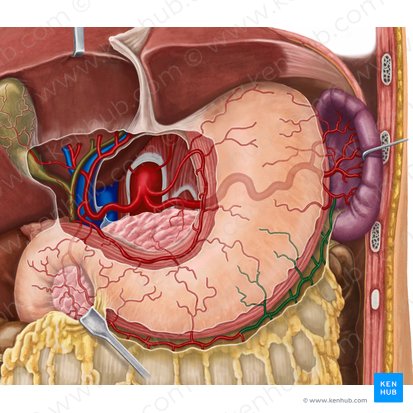 Arteria gastroomentalis sinistra (Linke Magen-Netz-Arterie); Bild: Irina Münstermann