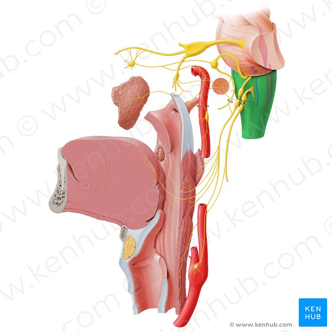 Medulla oblongata (Verlängertes Mark); Bild: Paul Kim