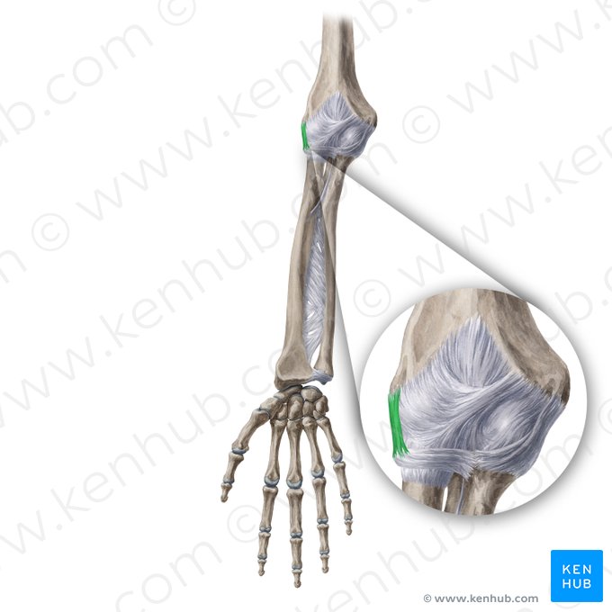 Radial collateral ligament of elbow joint (Ligamentum collaterale radiale cubiti); Image: Yousun Koh