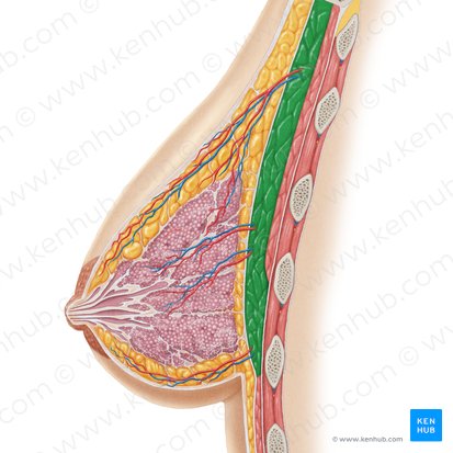 Músculo pectoral mayor (Musculus pectoralis major); Imagen: Samantha Zimmerman