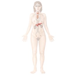 Sistema endocrino 