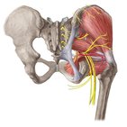 Neurovascularisation de la hanche et de la cuisse