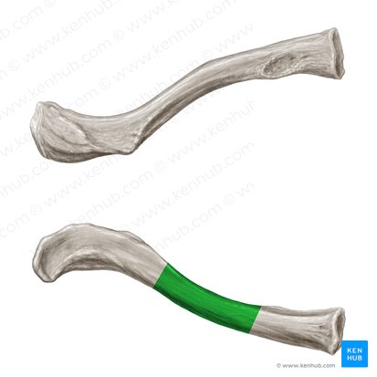 Corpus claviculae (Schlüsselbeinschaft); Bild: Samantha Zimmerman