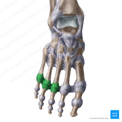 Ligaments of 3rd - 5th metatarsophalangeal joints (Ligamenta articulationum metatarsophalangearum 3-5); Image: Liene Znotina