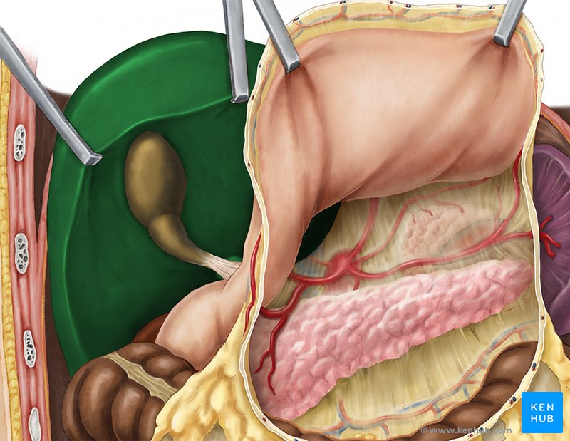 Liver - ventral view