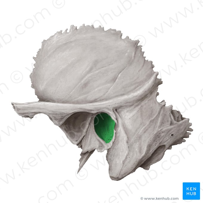 Orificio auditivo externo (Porus acusticus externus cranii); Imagen: Samantha Zimmerman