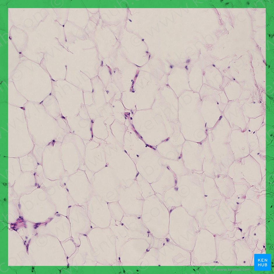 Types of tissue: Structure and function | Kenhub