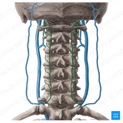 Veia cervical profunda (Vena cervicalis profunda); Imagem: Yousun Koh