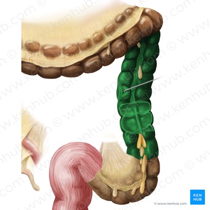 Descending colon (Colon descendens); Image: Begoña Rodriguez