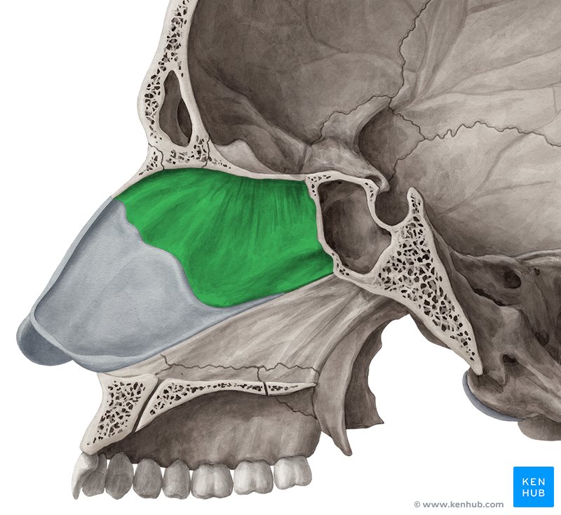 Perpendicular plate of ethmoid bone - medial view