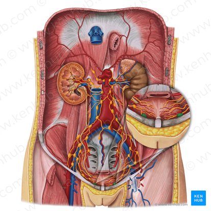 Prevesical lymph nodes (Nodi lymphoidei prevesicales); Image: Irina Münstermann