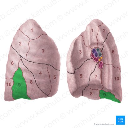 Segmento basilar lateral do pulmão direito (Segmentum basale laterale pulmonis dextri); Imagem: Paul Kim