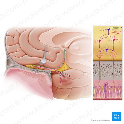 Fibras eferentes del bulbo olfatorio (Neurofibrae efferentes tracti olfactorii); Imagen: Paul Kim