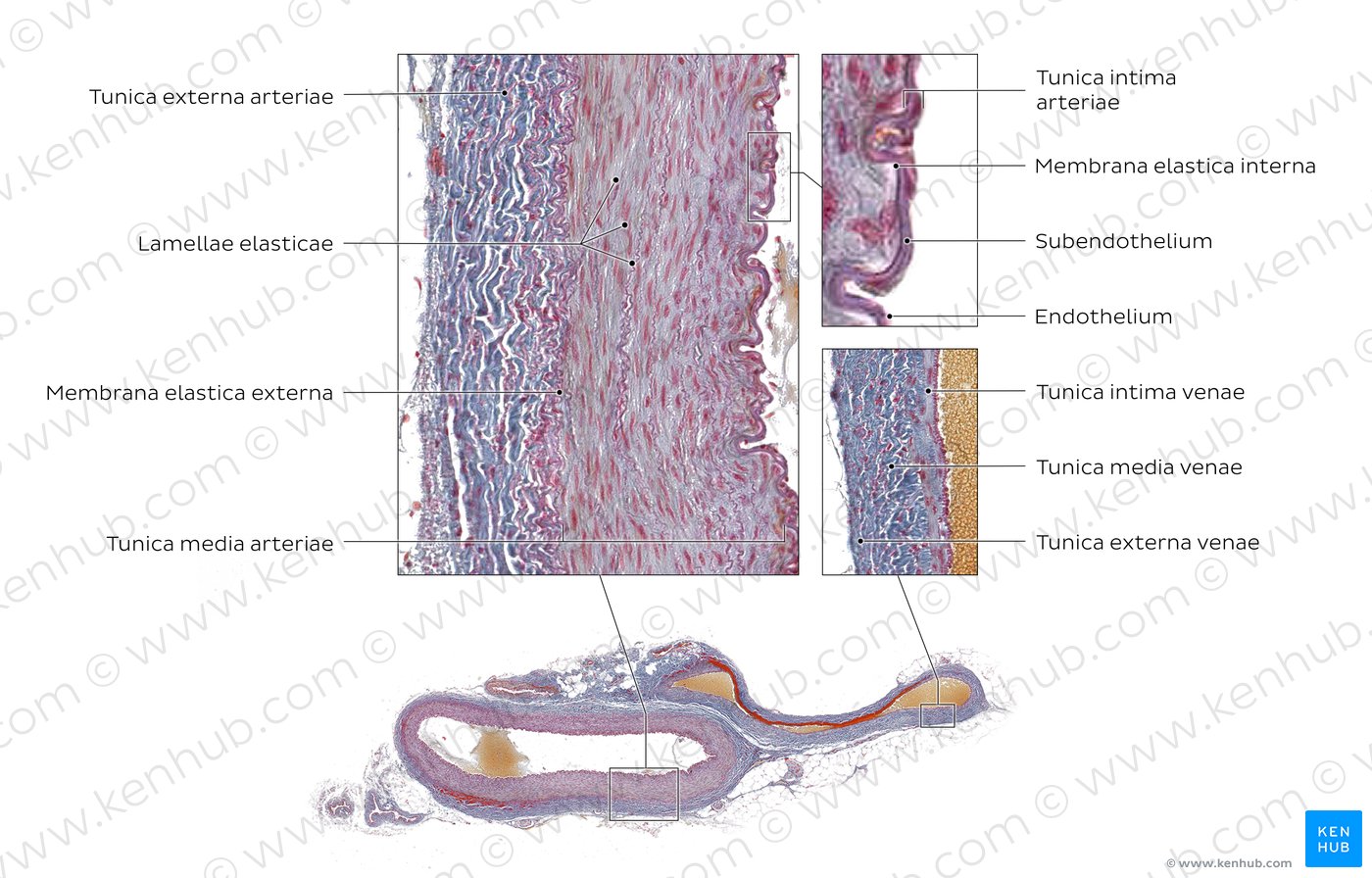 Arterien und Venen - Überblick