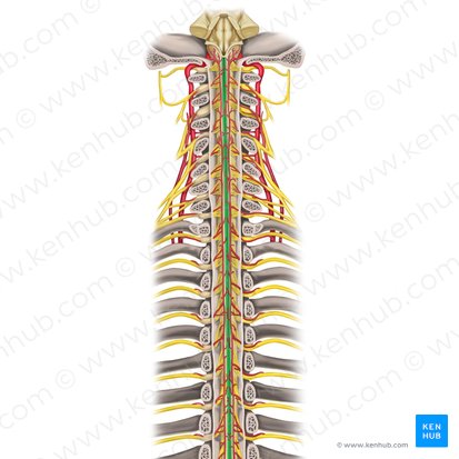 Posterior median sulcus of spinal cord (Sulcus medianus posterior medullae spinalis); Image: Rebecca Betts