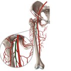 Deep femoral artery