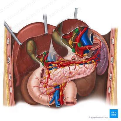 Hepatic lymph nodes (Nodi lymphoidei hepatici); Image: Esther Gollan