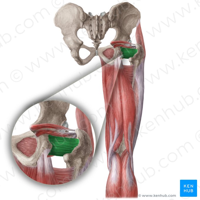 Músculo quadrado femoral (Musculus quadratus femoris); Imagem: Liene Znotina