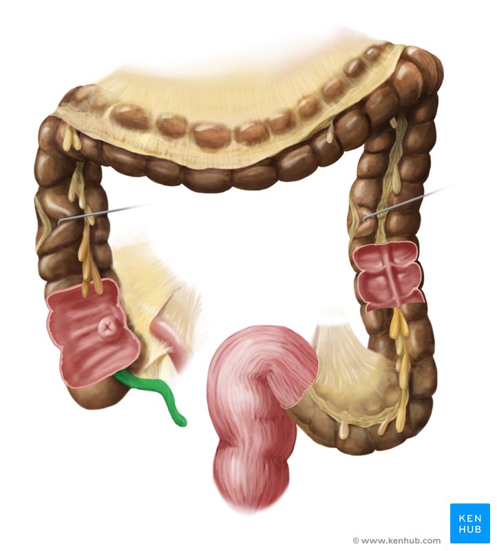 Vermiform appendix - ventral view