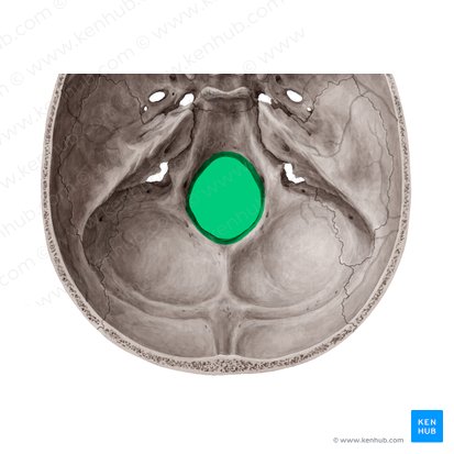 Foramen magno del hueso occipital (Foramen magnum); Imagen: Yousun Koh
