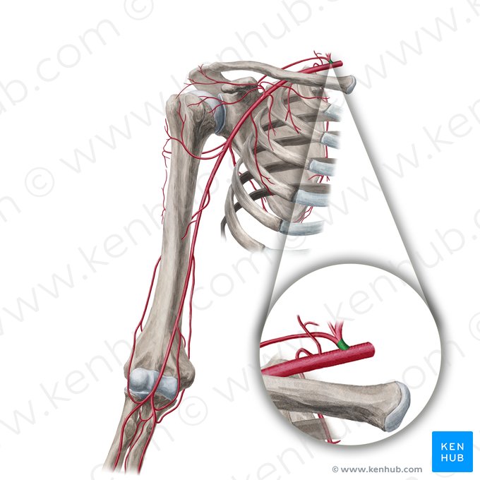 Tronc thyrocervical (Truncus thyrocervicalis); Image : Yousun Koh