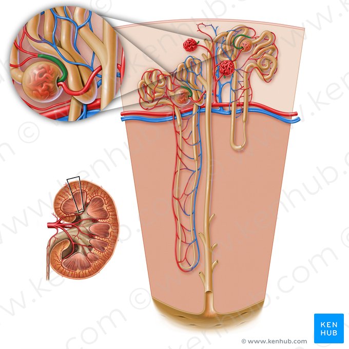 Efferent glomerular arteriole of renal corpuscle (Arteriola glomerularis efferens corpusculi renalis); Image: Paul Kim