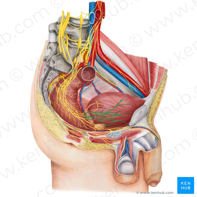 Vesical plexus (Plexus vesicalis); Image: Irina Münstermann