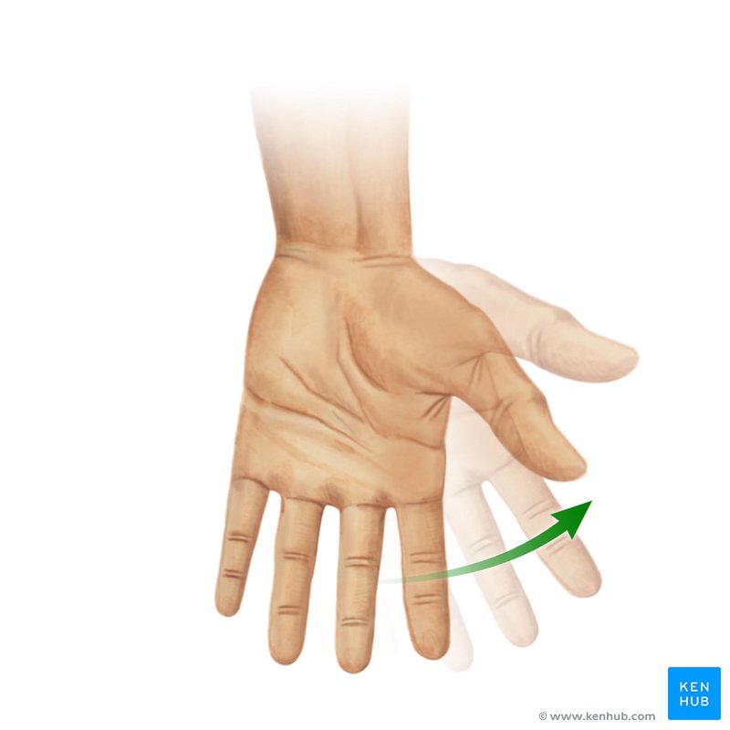 Hand abduction (radial deviation)
