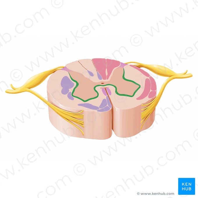 Fasciculus proprius anterior (Vorderes Grundbündel); Bild: Paul Kim