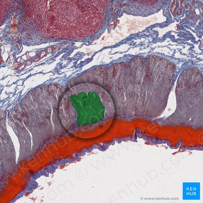 Stratum longitudinale externum tunicae muscularis (Äußere Längsmuskelschicht der Tunica muscularis); Bild: 