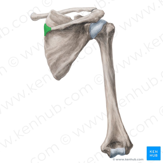 Root of spine of scapula (Radix spinae scapulae); Image: Yousun Koh