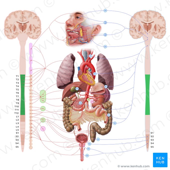 Parte torácica da medula espinal (Pars thoracica medullae spinalis); Imagem: Paul Kim