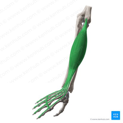 Músculo extensor dos dedos (Musculus extensor digitorum); Imagem: Yousun Koh