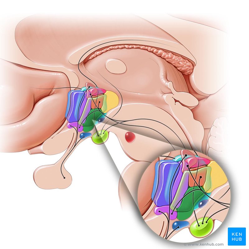 Hypothalamus (Ventromedial nucleus) - lateral-left view