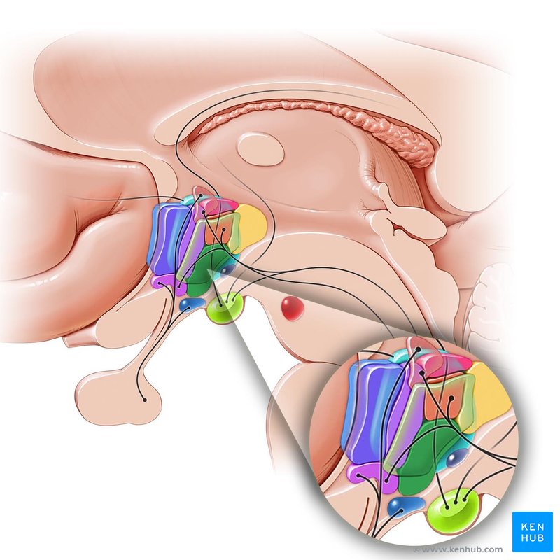 Hypothalamus (noyau ventromédian - vue latérale gauche)