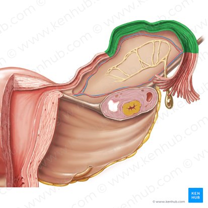 Ampola da tuba uterina (Ampulla tubae uterinae); Imagem: Samantha Zimmerman