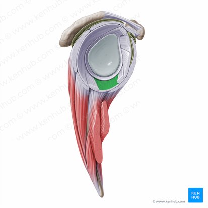 Axillary recess of glenohumeral joint (Recessus axillaris articulationis glenohumeralis); Image: Paul Kim