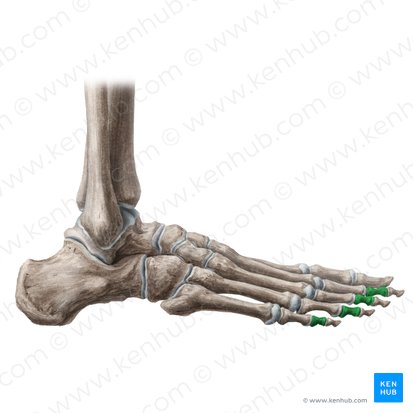 Phalanges mediae pedis (Mittelglieder der Zehen); Bild: Liene Znotina